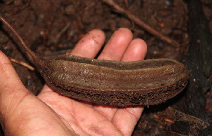 Fig. 21 Fruto de <i>Aristolochia arborea</i> (Aristolochiacea). 08 de Noviembre 2018, Cañón Rio Mena Sector Del Oro. Fotografías. Roster Moraga Medina.