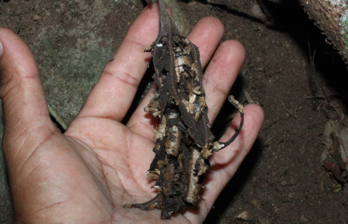 Fig. 22 Fruto seco después de haber dejado caer sus semillas al suelo, <i>Aristolochia arborea</i> (Aristolochiacea). 13 de Abril 2018, Cañón Rio Mena Sector Del Oro. Fotografías. Roster Moraga Medina.