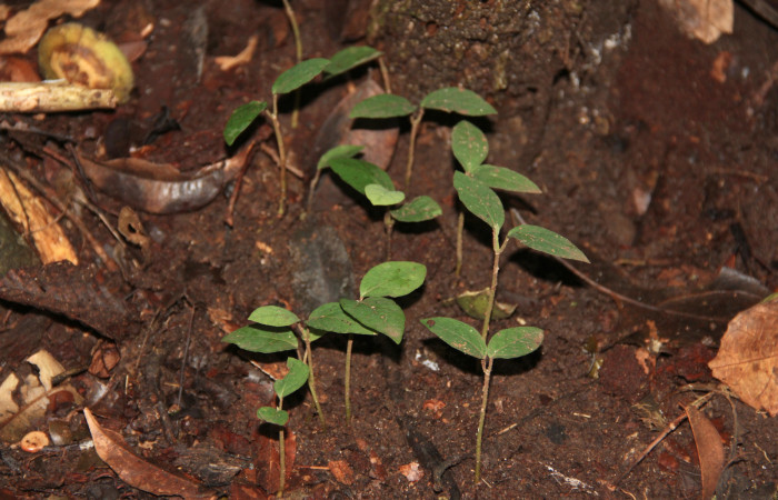 Fig. 24 Nuevas plantitas de <i>Aristolochia arborea</i> (Aristolochiacea). 08 de Noviembre 2018, Cañón Rio Mena Sector Del Oro. Fotografías. Roster Moraga Medina.