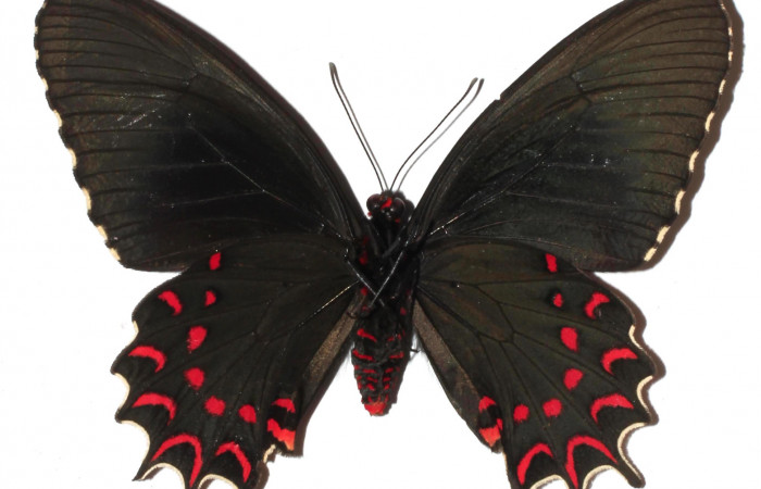 Fig. 2 Vista ventral de <i>Parides photinus</i>  (Papilionidae) (17-SRNP-20592-DHJ925667).