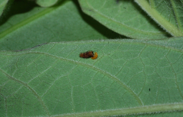 Fig. 4 Oruga <i>Parides photinus</i> (Papilionidae) recientemente eclosionado comiendo la cáscara del huevecillo (18-SRNP-20112-DHJ710872). 03 de Abril 2018. Cañón Rio Mena Sector Del Oro.