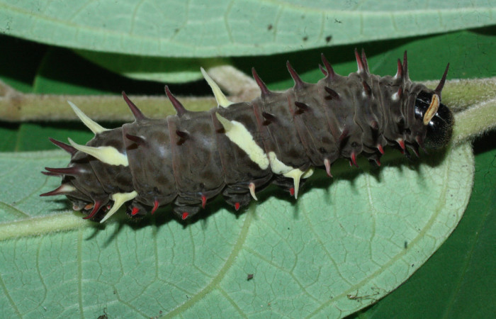 Fig. 8 Último estadio de <i>Parides photinus</i> (Papilionidae) (18-SRNP-20169-DHJ710938). 24 de Abril 2018, Cañón Rio Mena Sector Del Oro.