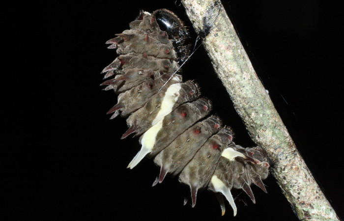 Fig. 9  Prepupa de <i>Parides photinus</i> (Papilionidae) (18-SRNP-20114-DHJ710959). 27 de Abril 2018, Cañón Rio Mena Sector Del Oro.