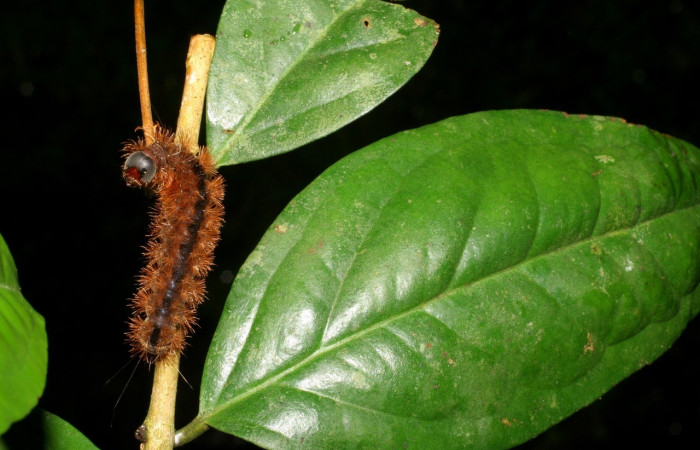 Fig. 12 Larva [I]Opharus gemma</i> (Erebidae), mide 35mm. Finca San Gabriel, Sector San Cristobal, 645m. 06-SRNP-9519-DHJ424741.jpg