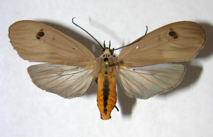 Fig. 1 Adulto <i>Opharus gemma</i> (Erebidae), vista lateral mide 55mm. Finca San Gabriel, Sector San Cristóbal, 645m. 06-SRNP-9519-DHJ360836.