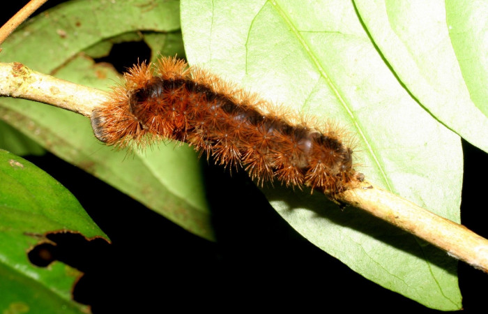 Fig. 5 Larva [I]Opharus gemma</i> (Erebidae), vista lateral mide 35mm. Finca San Gabriel, Sector San Cristóbal, 645m. 06-SRNP-9519-DHJ424737.jpg