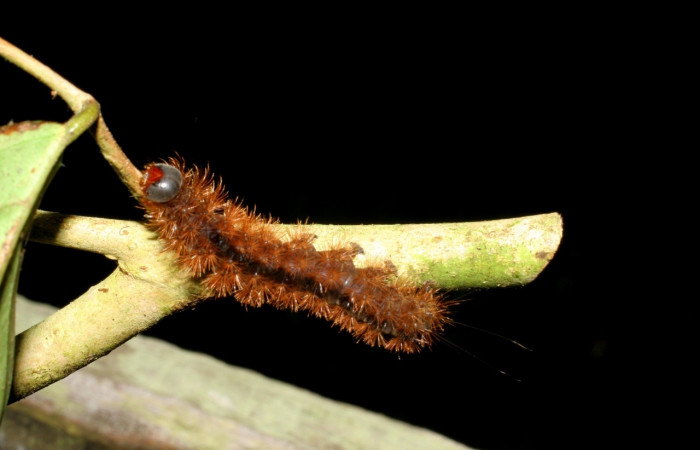 Fig. 6 Larva [I]Opharus gemma</i> (Erebidae), vista lateral mide 35mm. Finca San Gabriel, Sector San Cristobal, 645m. 06-SRNP-9519-DHJ424738.jpg
