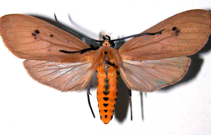 Fig. 7 Adulto macho <i>Opharus quadripunctata</i> (Erebidae), vista lateral mide 48mm. Rios Cucaracha, Sector San Cristóbal, 64om. 98-SRNP-6509-DHJ39114.