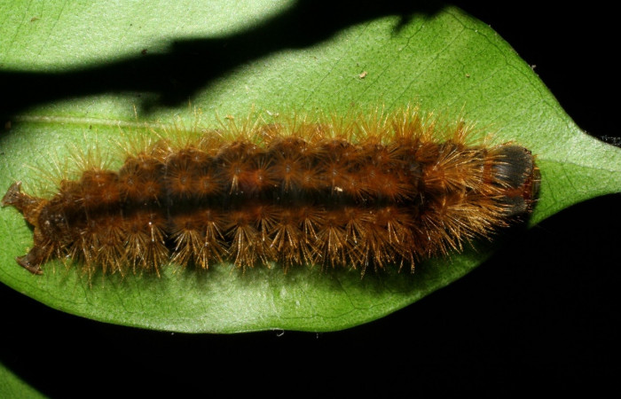 Fig. 9 Larva [I]Opharus quadripunctata</i> (Erebidae), mide 29mm. Porton Rivas, Sector La Perla, 645m. 07-SRNP-58060-DHJ428613.jpg