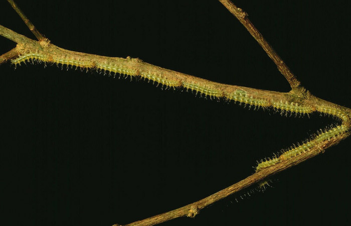 Fig.10. Larva de <i>Gamelia musta</i>, en segundo estadio de 12mm de longitud. Voucher : 97-SRNP-1782-DHJ43979.jpg.