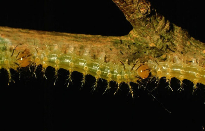 Fig.11. Larva de <i>Gamelia musta</i>, en segundo estadio de 12mm de longitud. Voucher : 97-SRNP-1782-DHJ43980.jpg.