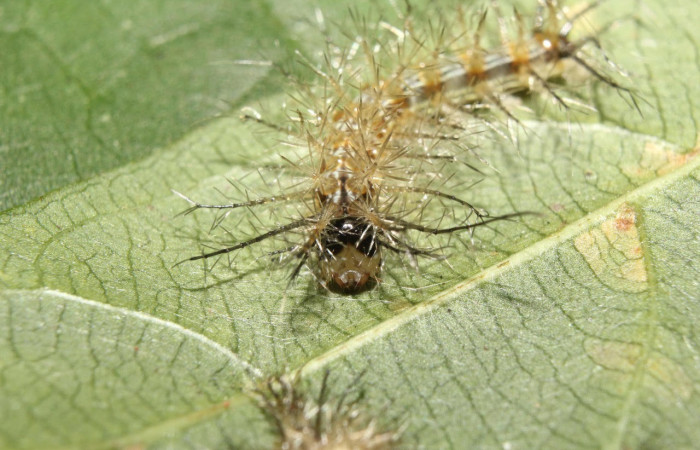 Fig. 14. Mostrando cabeza de <i>Gamelia septentrionalis</i>, en posición frontal. Voucher : 17-SRNP-70355-DHJ733672.jpg.