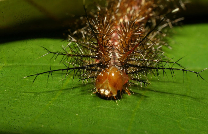 Fig.15. Mostrando cabeza de <i>Gamelia septentrionalis</i>, en posición frontal. Voucher : 09-SRNP-73090-DHJ465644.jpg. 