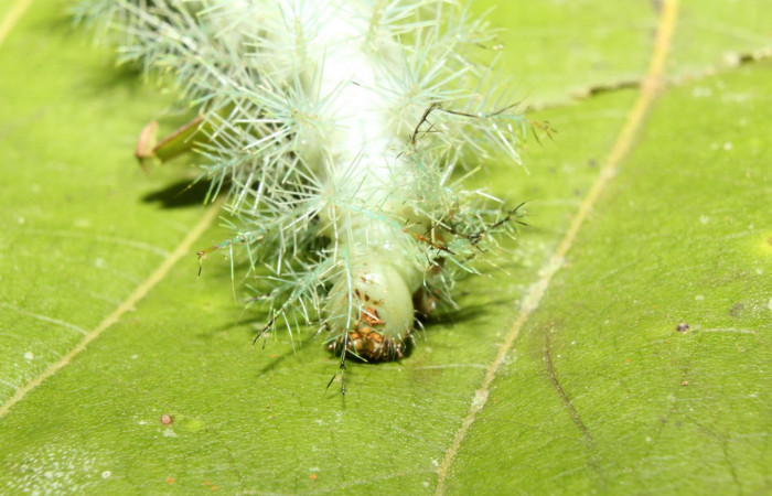 Fig.16. Mostrando cabeza de <i>Gamelia septentrionalis</i>, en posición frontal. Voucher : 17-SRNP-70355-DHJ733901.jpg.