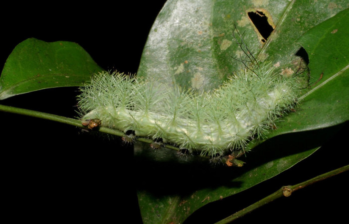 Fig.18. Larva de <i>Gamelia septentrionalis</i>, en último estadio de 45mm de longitud. Voucher : 06-SRNP-21005-DHJ411755.jpg.