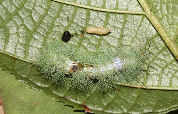 Fig.20. Mostrando larva de <i>Gamelia septentrionalis</i>, al lado una larvita de la familia Tachinidae. Voucher : 17-SRNP-32166-DHJ740263.jpg.