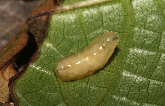 Fig.21. Mostrando larva parásito de la familia Tachinidae, en larva de <i>Gamelia septentrionalis</i>.  Voucher : 17-SRNP-32166-DHJ740262.jpg.