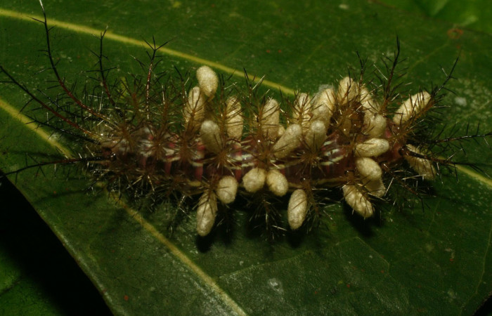 Fig.20. Larva de <i>Gamelia septentrionalis</i>, con un grupo de capullo de la familia (Braconidae). Voucher : 09-SRNP-73423-DHJ465844.jpg.