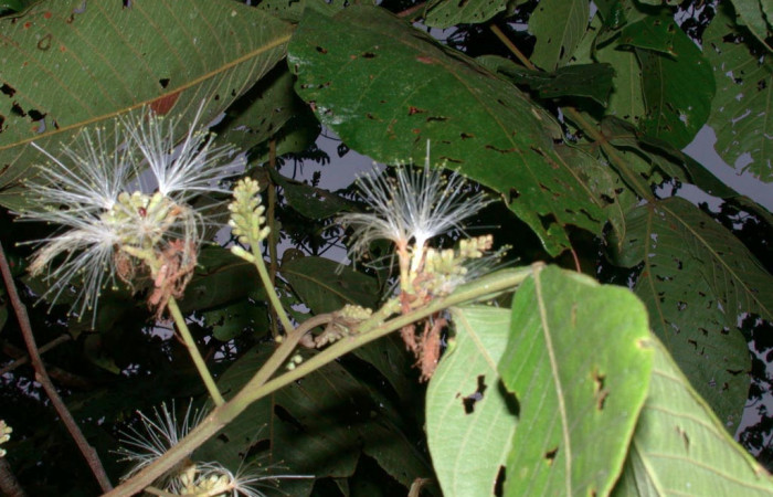 Fig 24. Mostrando flores de <i>Inga oerstediana</i> planta hospedera de <i>Gamelia septentrionalis</i>.