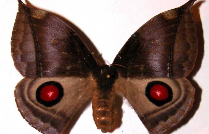 Fig.3. Adulto de <i>Gamelia musta</i>. En vista dorsal de 76mm de longitud. Voucher : 01-SRNP-7342-DHJ36346.jpg.