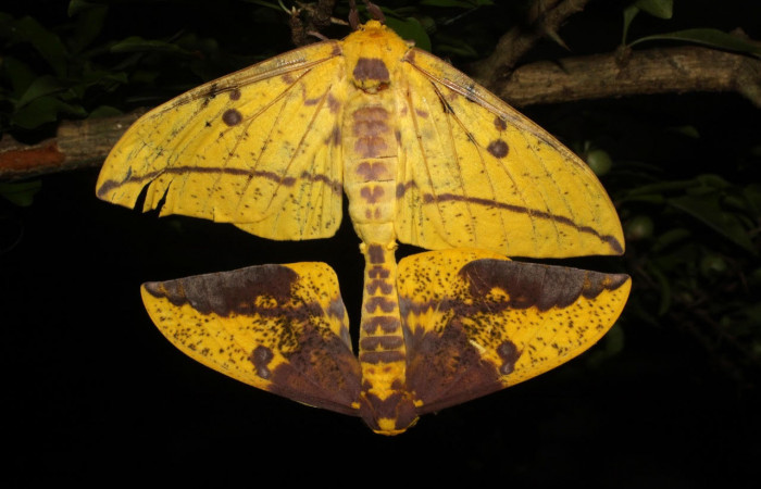 Fig.5. Mostrando adultos de <i>Eacles</i> imperialisDHJ02.  En posición dorsal. Voucher : 10-SRNP-12798-DHJ475924.jpg.