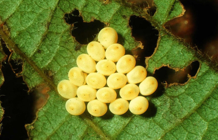 Fig.7. Mostrando huevos de <i>Gamelia musta</i>. Voucher : 97-SRNP-1514-DHJ41632.jpg.
