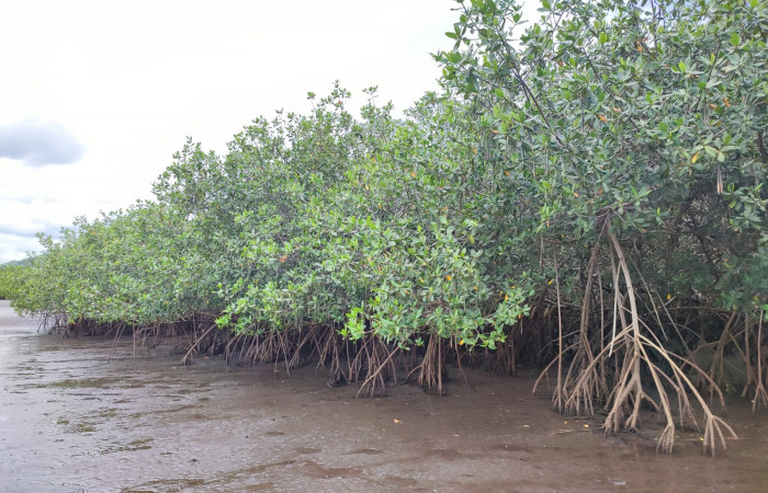Se realizó una incursión al manglar con el grupo de participantes al XXX taller de biodiversidad.