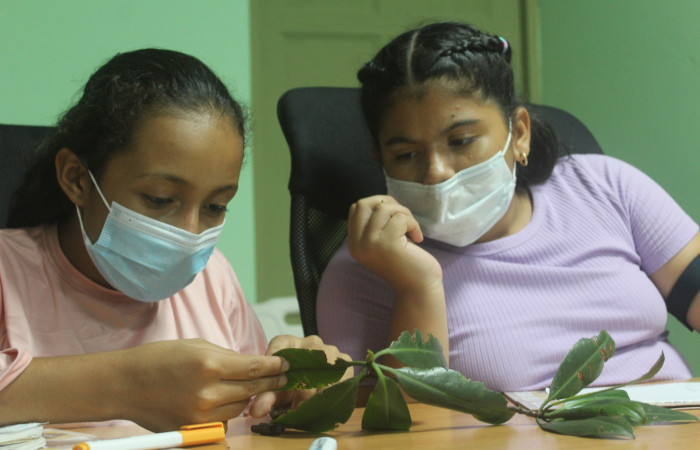Observando algunas muestras de hojas, de los diferentes arboles de mangle presentes en el sitio.
