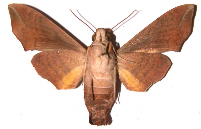 Fig.02. Adulto de <i>Perigonia </i>ilusDHJ01 (Sphingidae), hembra vista ventral, 51mm de envergadura. Voucher: 90-SRNP-726-DHJ37487.jpg.