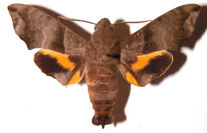 Fig.03. Adulto de <i>Perigonia</i> ilusDHJ01 (Sphingidae), macho en vista dorsal, 52mm de envergadura. Voucher: 98-SRNP-8807-DHJ37488.jpg.