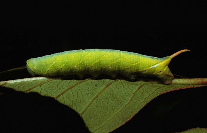 Fig. 06. Larva de <i>Perigonia</i> ilusDHJ01 (Sphingidae) en último estadío, vista lateral, 58mm de longitud. Voucher: 80-SRNP-193-DHJ1230.jpg.