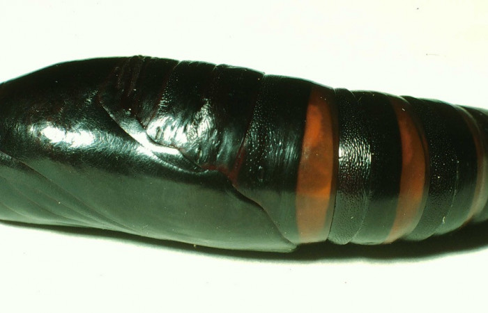 Fig. 08. Pupa de <i>Perigonia</i> ilusDHJ01 (Sphingidae), vista lateral, 56mm de longitud. Voucher: 01-SRNP-14555-DHJ58732.jpg.