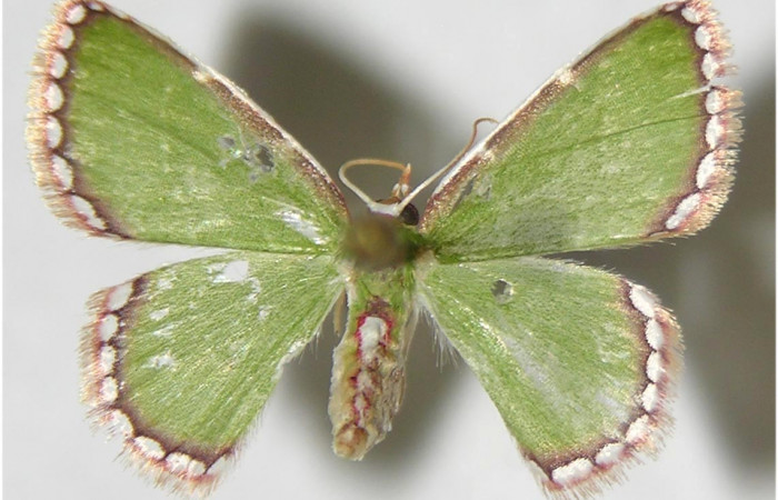 Figura 11.Adulto <i>Synchlora pulchrifimbria</i> (Geometridae) posición dorsal, mide 15mm. Voucher: 07-SRNP-41991-DHJ380968.