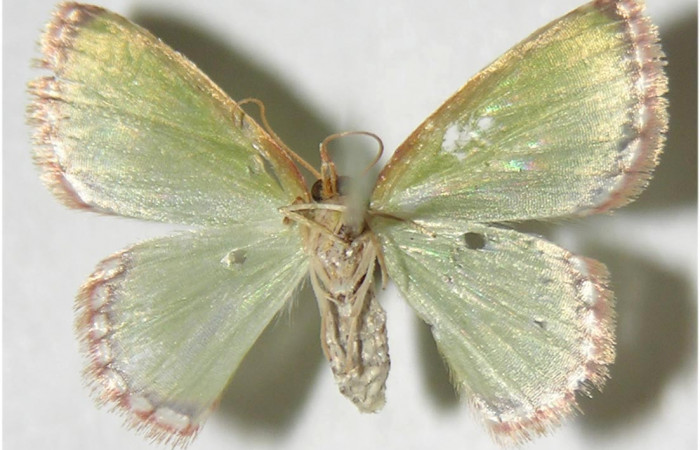 Figura 12.Adulto <i>Synchlora pulchrifimbria</i> (Geometridae) posición dorsal, mide 15mm. Voucher: 07-SRNP-41991-DHJ380969.