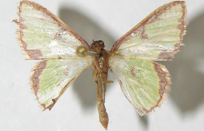 Figura 16.Adulto <i>Synchlora dependens</i> (Geometridae) posición dorsal, mide 15mm. Voucher: 11-SRNP-31487-DHJ548782.