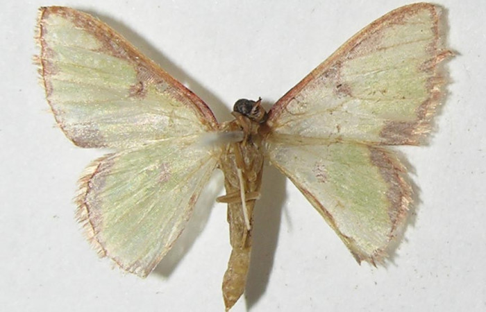 Figura 17.Adulto <i>Synchlora dependens</i> (Geometridae) posición ventral, mide 15mm. Voucher: 11-SRNP-31487-DHJ548783.