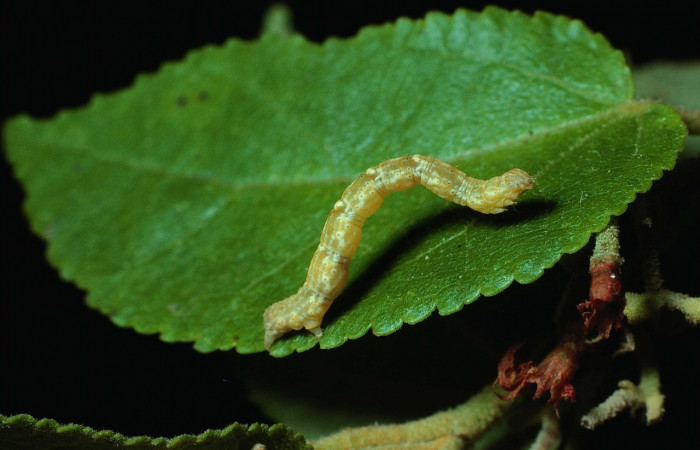 Figura 18. Larva <i>Synchlora frondaria</i> (Geometridae), color verde oscuro, posición lateral, mide 25 mm aproximadamente. Planta hospedera <i>Guazuma ulmifolia</i> (Malvaceae) Voucher: 83-SRNP-141-DHJ5186.jpg.