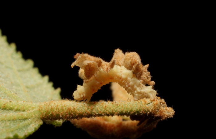 Figura 19. Larva <i>Synchlora frondaria</i> (Geometridae), color crema, posición lateral, mide 25 mm aproximadamente. Planta hospedera <i>Guazuma ulmifolia</i> (Malvaceae) Voucher: 15-SRNP-10015-DHJ804656.jpg.