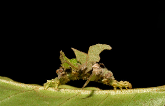 Figura 2. Larva <i>Synchlora pulchrifimbria</i> (Geometridae), color verde oscuro, posición lateral, mide 15 mm aproximadamente. Planta hospedera <i>Croton schiedeanus</i>, (Euphorbiaceae). Voucher: 07-SRNP-41991-DHJ433723.jpg.
