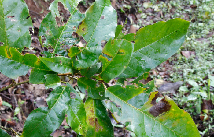 Figura 26. Planta hospedera <i>Croton schiedeanus</i>, (Euphorbiaceae). Parte enfocada envés, Estación Caribe, Area de Conservación Guanacaste, Foto Jose Perez, septiembre 2022.