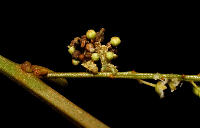 Figura 3. Larva <i>Synchlora pulchrifimbria</i> (Geometridae), color verde oscuro, posición lateral dorsal, mide 15 mm aproximadamente. Planta hospedera <i>Croton schiedeanus</i>, (Euphorbiaceae). Voucher: 07-SRNP-41991-DHJ433715.jpg.
