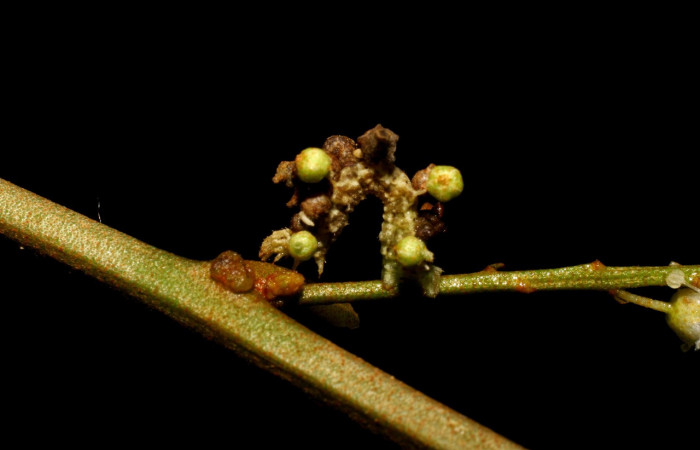 Figura 4. Larva <i>Synchlora pulchrifimbria</i> (Geometridae), color verde oscuro, posición lateral, mide 14 mm aproximadamente. Planta hospedera <i>Croton schiedeanus</i>, (Euphorbiaceae). Voucher: 07-SRNP-41991-DHJ433716.jpg.