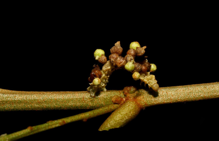 Figura 5. Larva <i>Synchlora pulchrifimbria</i> (Geometridae), color verde oscuro, posición lateral frontal, mide 14 mm aproximadamente. Planta hospedera <i>Croton schiedeanus</i>, (Euphorbiaceae). Voucher: 07-SRNP-41991-DHJ433717.jpg.