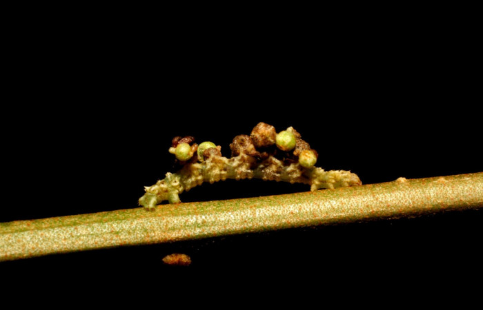 Figura 6. Larva <i>Synchlora pulchrifimbria</i> (Geometridae), color verde oscuro, posición lateral , mide 14 mm aproximadamente. Planta hospedera <i>Croton schiedeanus</i>, (Euphorbiaceae). Voucher: 07-SRNP-41991-DHJ433718.jpg.