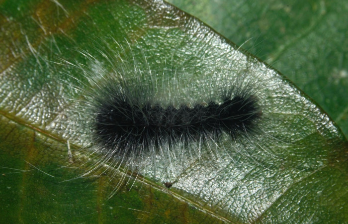 Fig. 10 Larva <i>Belemnia inaurata</i>, Erebidae, Pu estadio, mostrando la posición dorsal entero. Voucher: 16-SRNP-27468-DHJ730800.jpg.