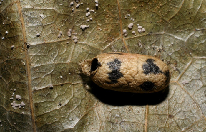 Fig. 15 Capullo de la larva <i>Belemnia trotschi</i>, adentro parásitos <i>Casinaria</i> CAS-04/09DHJ01 familia (Ichneumonidae). Voucher: 06-SRNP-8959-DHJ420834.jpg.