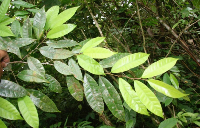 Fig. 17 Planta <i>Brosimum guianense</i> (Moraceae), hospedera de la larva <i> Belemnia inaurata</i>, (Erebidae), Estación Caribe, foto
Jorge Hernandez, 30 Setiembre 2008
