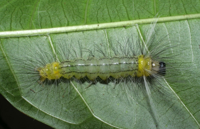 Fig. 7 Larva <i>Belemnia trotschi</i>, Erebidae, mostrando la posición dorsal entero, PU estadio. Voucher 08-SRNP-42037-DHJ446650.jpg.