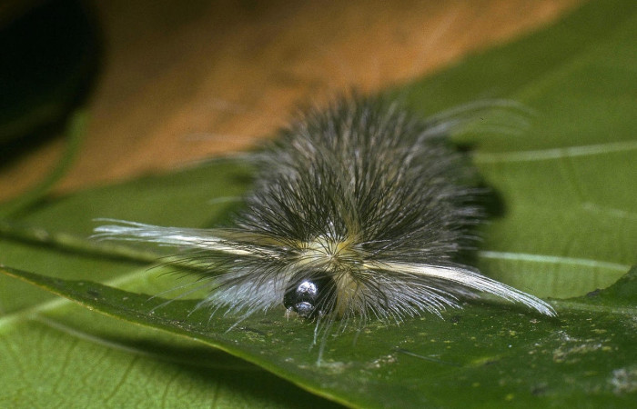 Fig. 8 Larva <i>Belemnia trotschi</i>, Erebidae, mostrando cabeza y mechones, PU estadio. Voucher 04-SRNP-3927-DHJ86220.jpg.