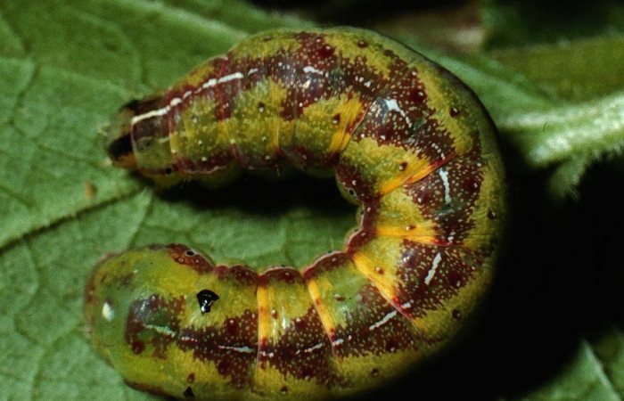Fig. 11. Larva de <i>Condica</i> sutor DHJ02(Noctuidae), alimentándose de <i>Fleischmannia pratensis</i>, de la familia (Asteraceae).Voucher: 01-SRNP-21187-DHJ62276.